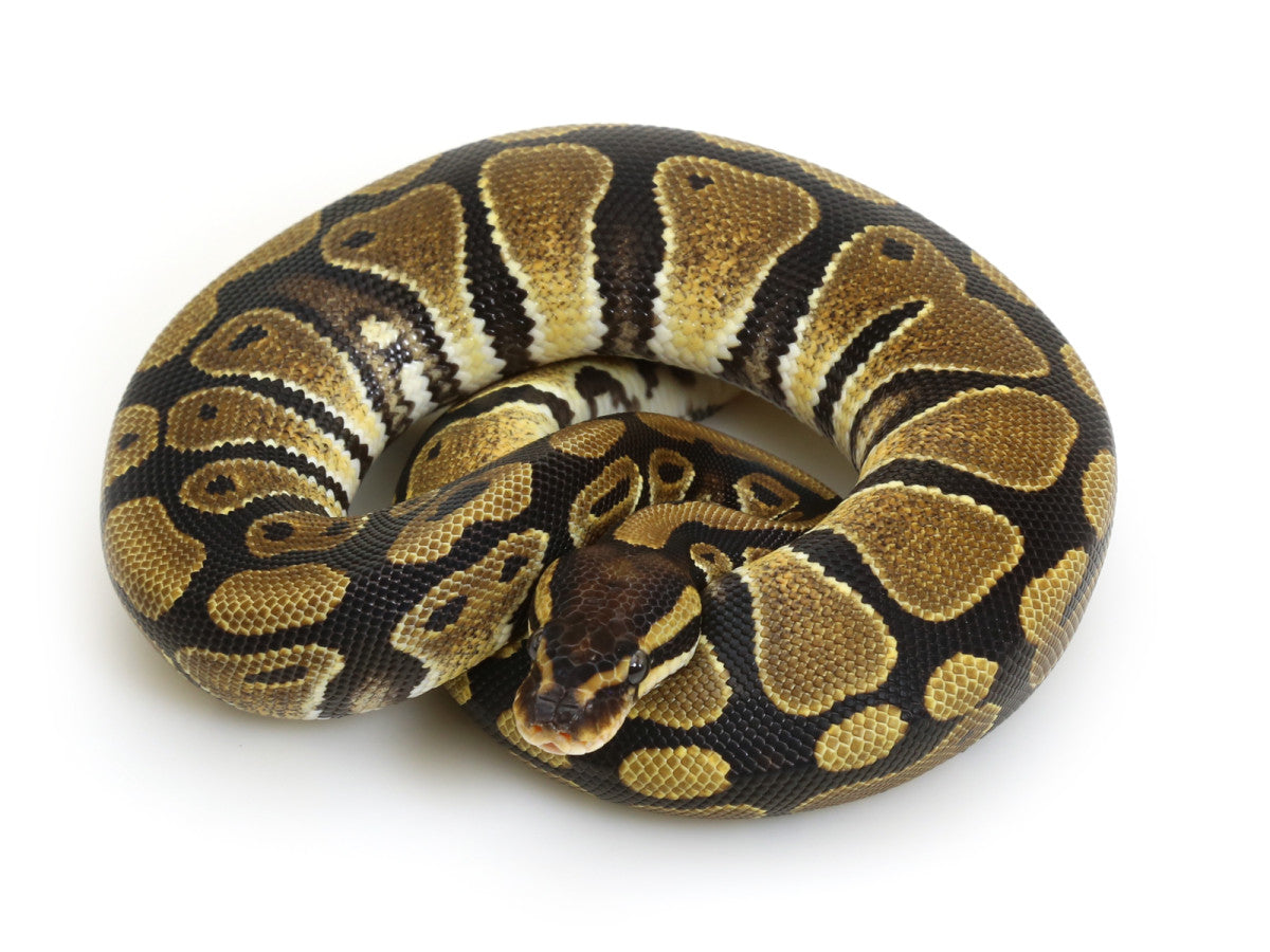 Ideal Tank Size for Healthy Ball Pythons | Wilbanks Reptiles 