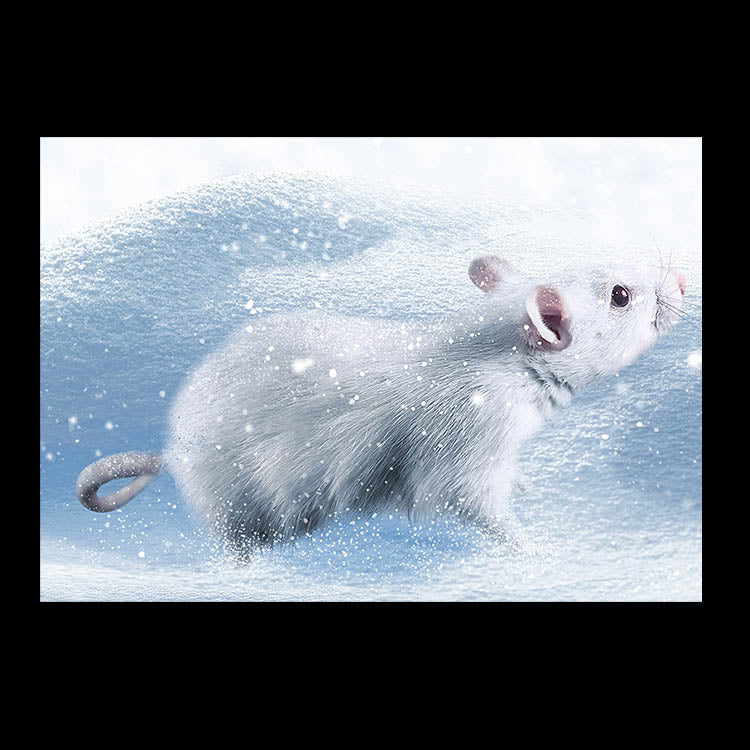 http://www.wilbanksreptiles.com/cdn/shop/collections/FrozenRats.jpg?v=1650574721