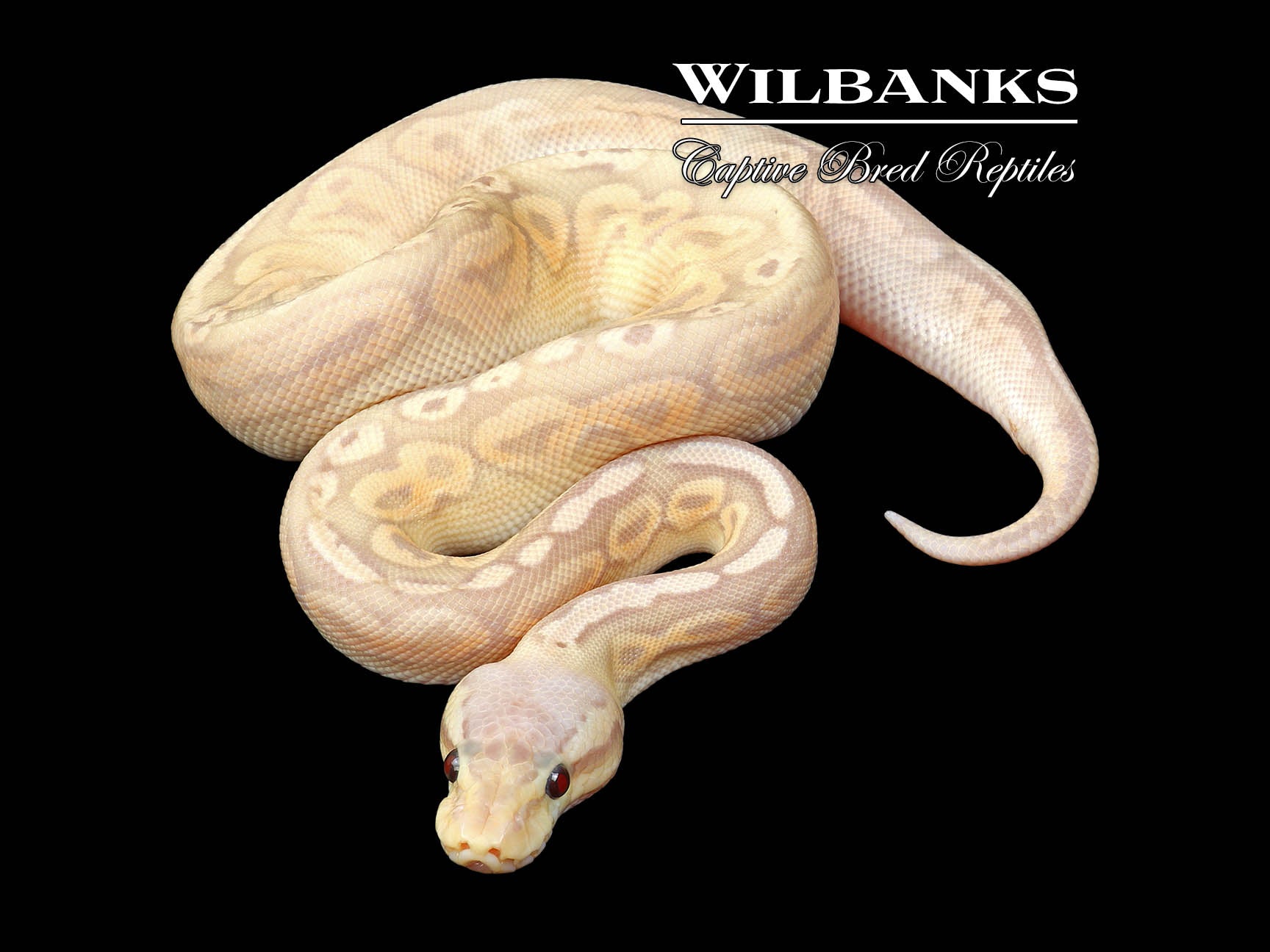 Super Banana Pewter Ball Python ♂ '24 – Wilbanks Captive Bred Reptiles