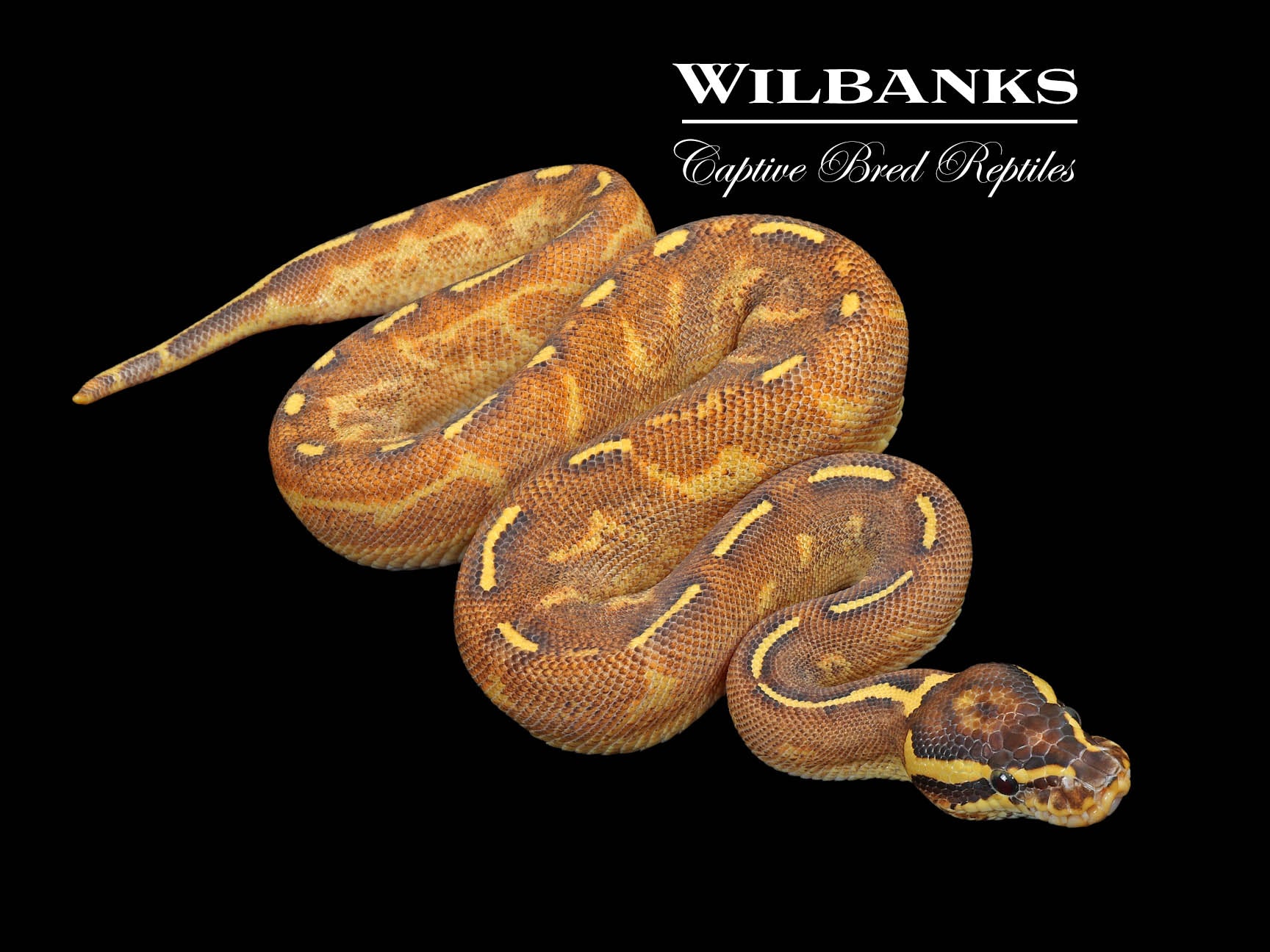 banana mardi gras ball python