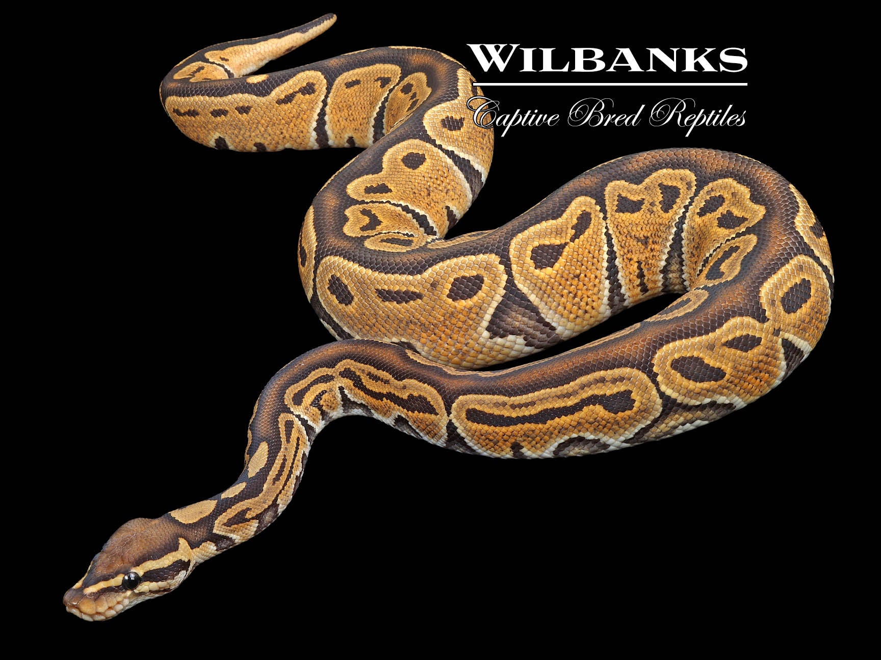 Orange Crush Ball Python ♂ '23 – Wilbanks Captive Bred Reptiles