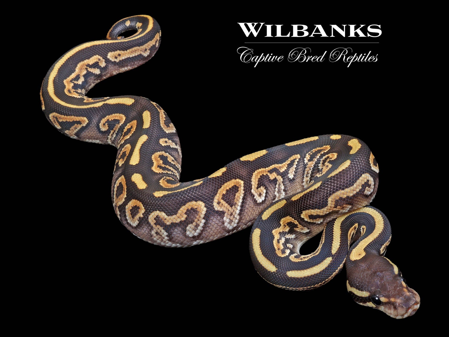 Black Phantom Ball Python '23 – Wilbanks Captive Bred Reptiles