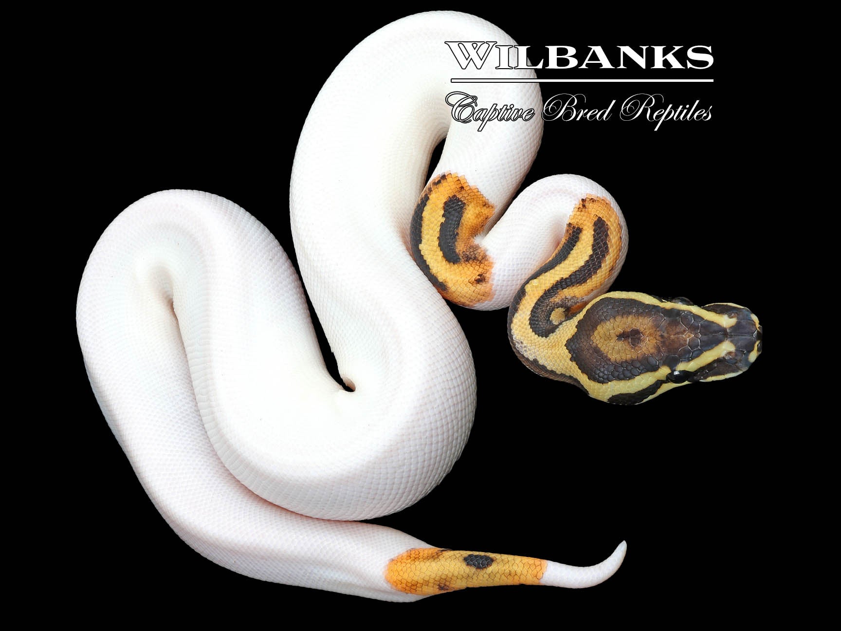 Pied Ball Python