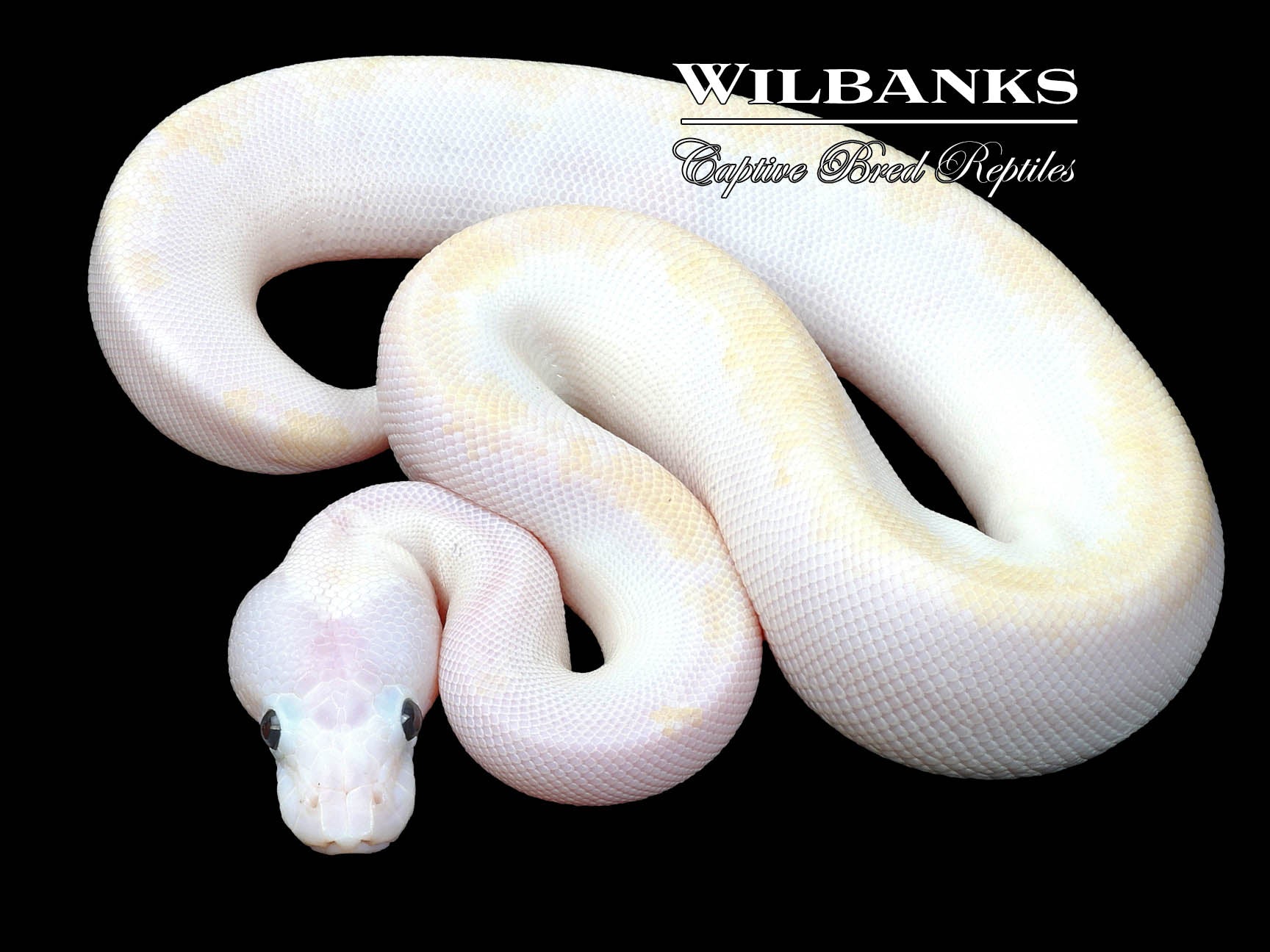 Leopard Super Fire Ball Python ♀ ‘23 – Wilbanks Captive Bred Reptiles