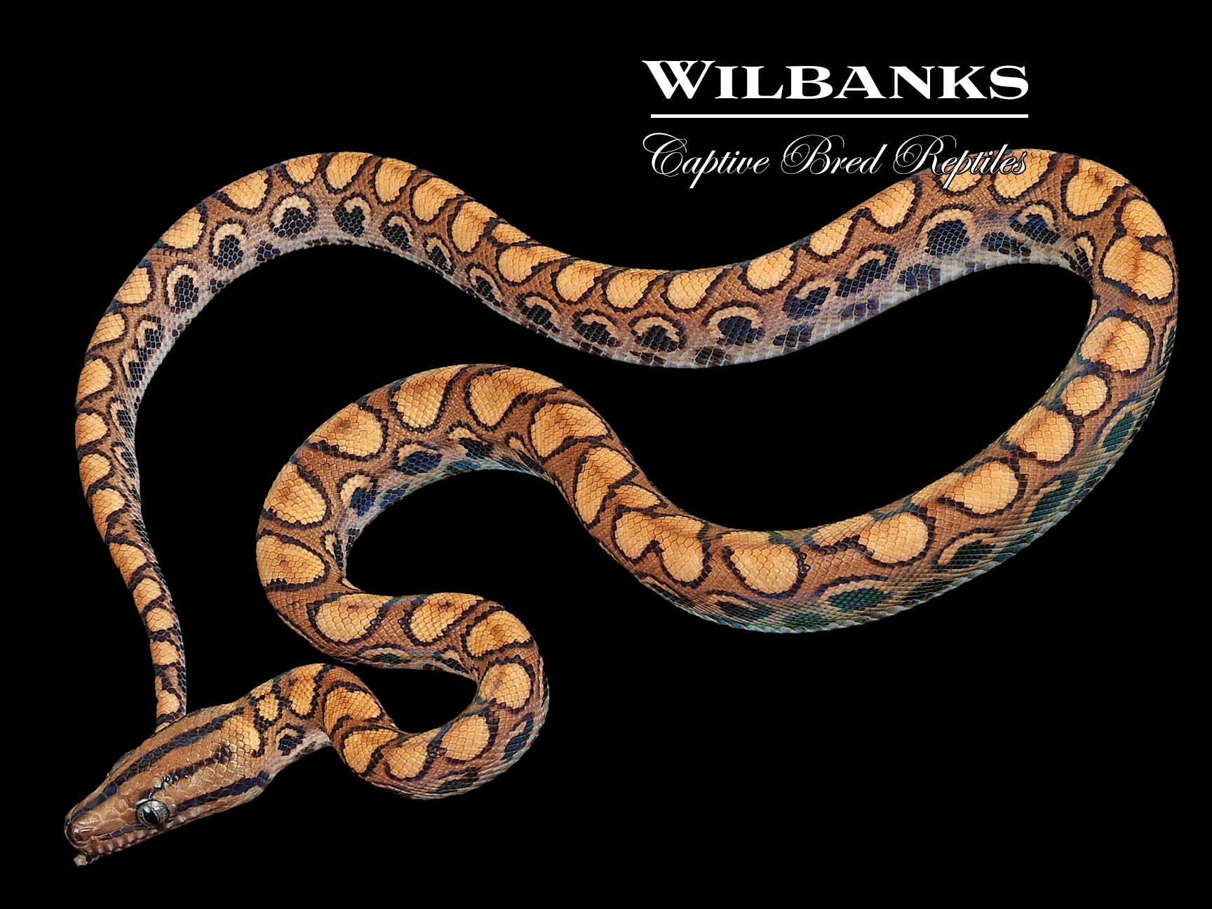 Baby Brazilian Rainbow Boa - Reptiles For Sale