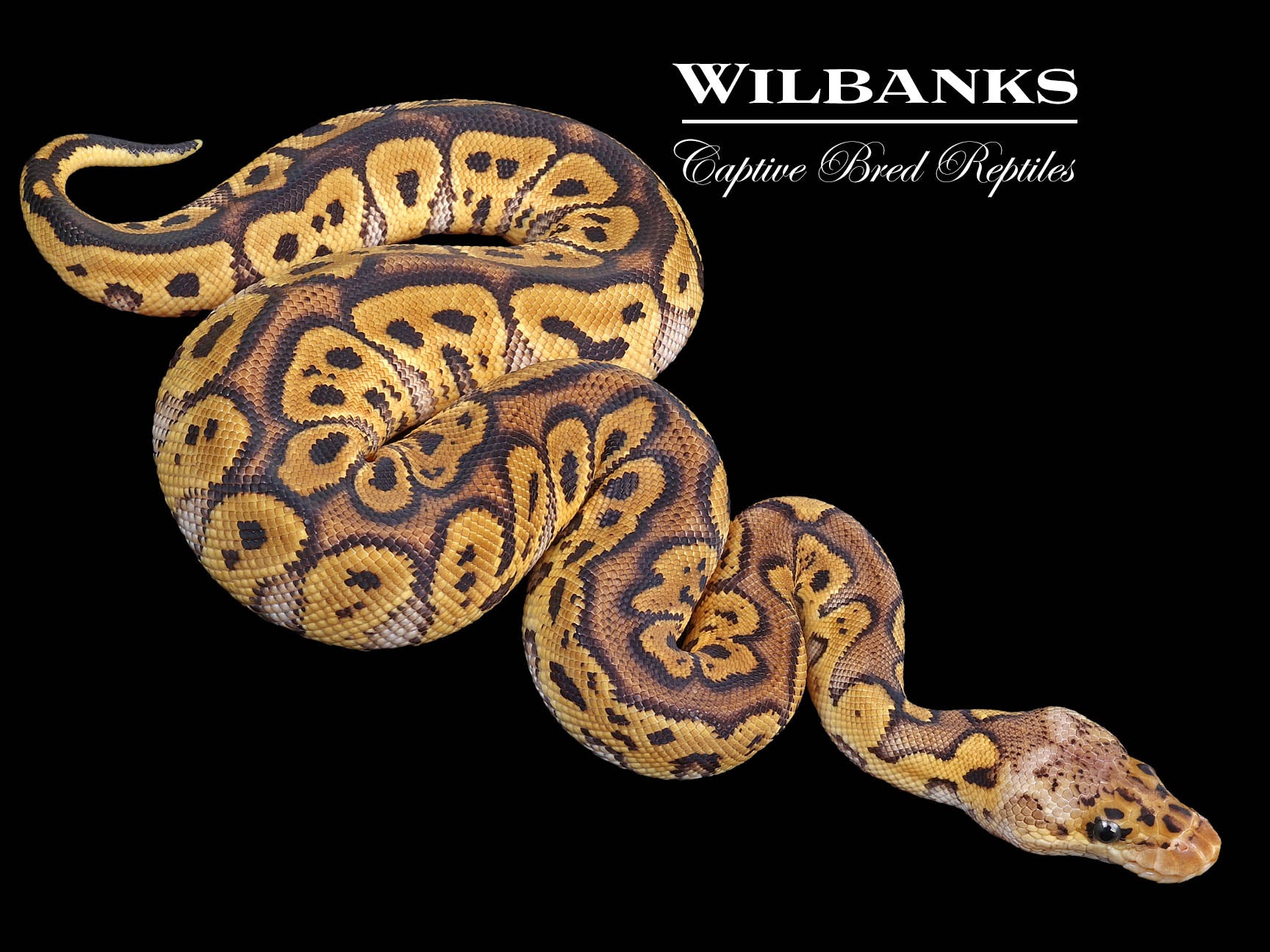 Pastel Clown Ball Python ♂ '23 – Wilbanks Captive Bred Reptiles