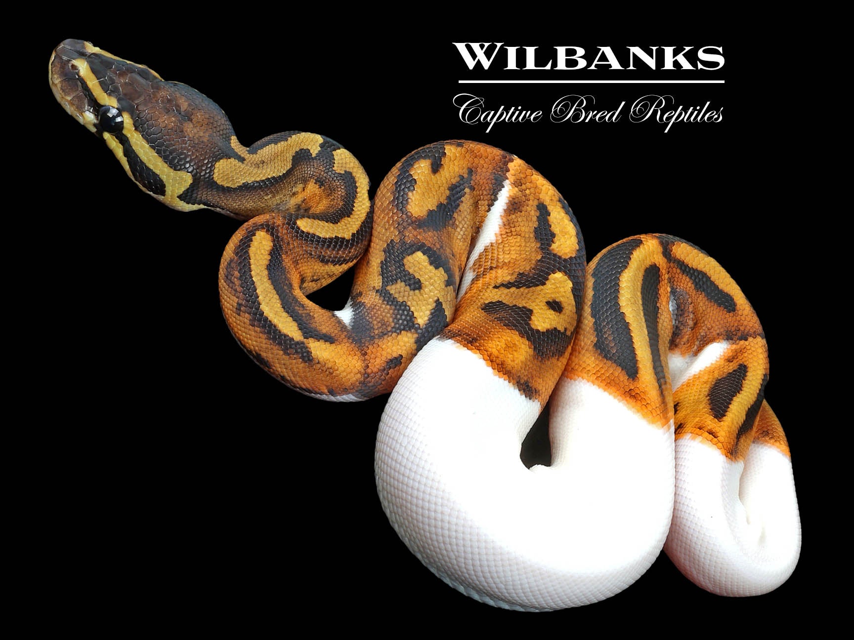 Pied 100% Het. Lavender Albino Ball Python '23 – Wilbanks Captive 