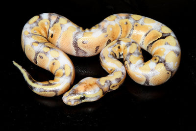 Common Ball Python Health Issues and How to Prevent Them