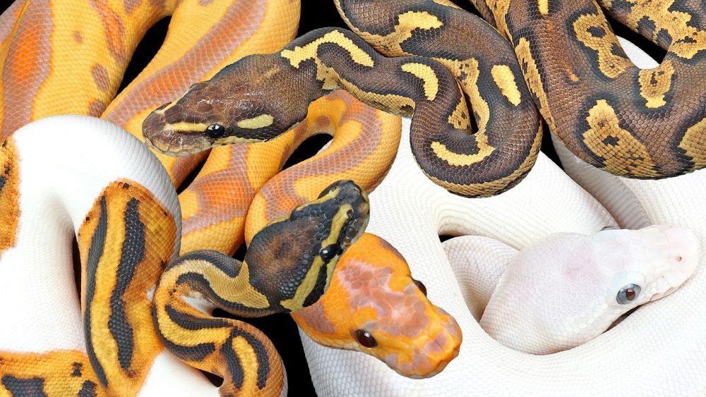 Captivating World of Ball Pythons