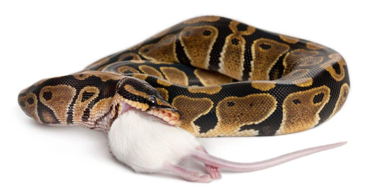 Feeding Your Ball Python | Essential Tips | Wilbanks Reptiles ...