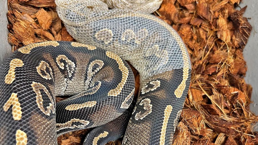 Mysterious Shedding Habits of Ball Pythons