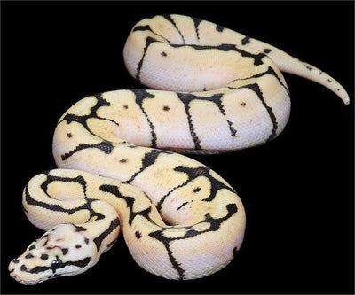 Blue Eyed Lucy Ball Pythons: A Complete Guide to Their Care