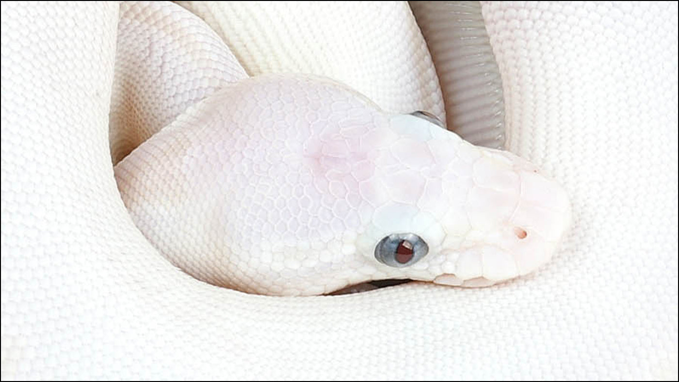 The Perfect Pet: Exploring the Charms of Ball Pythons