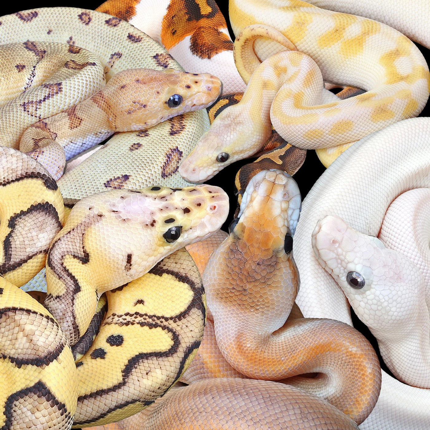 Albino Ball Pythons for Sale