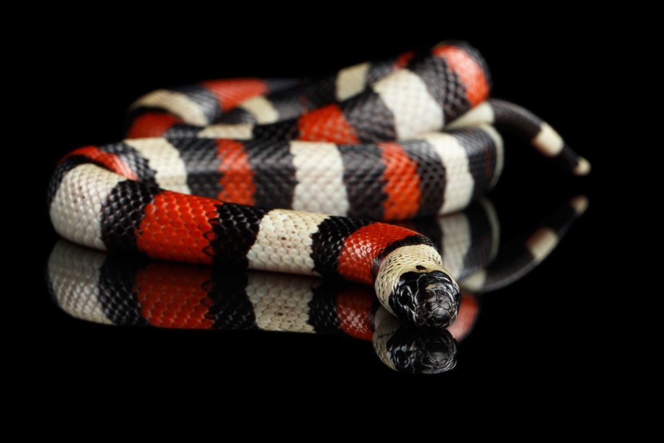 milk snakes for sale