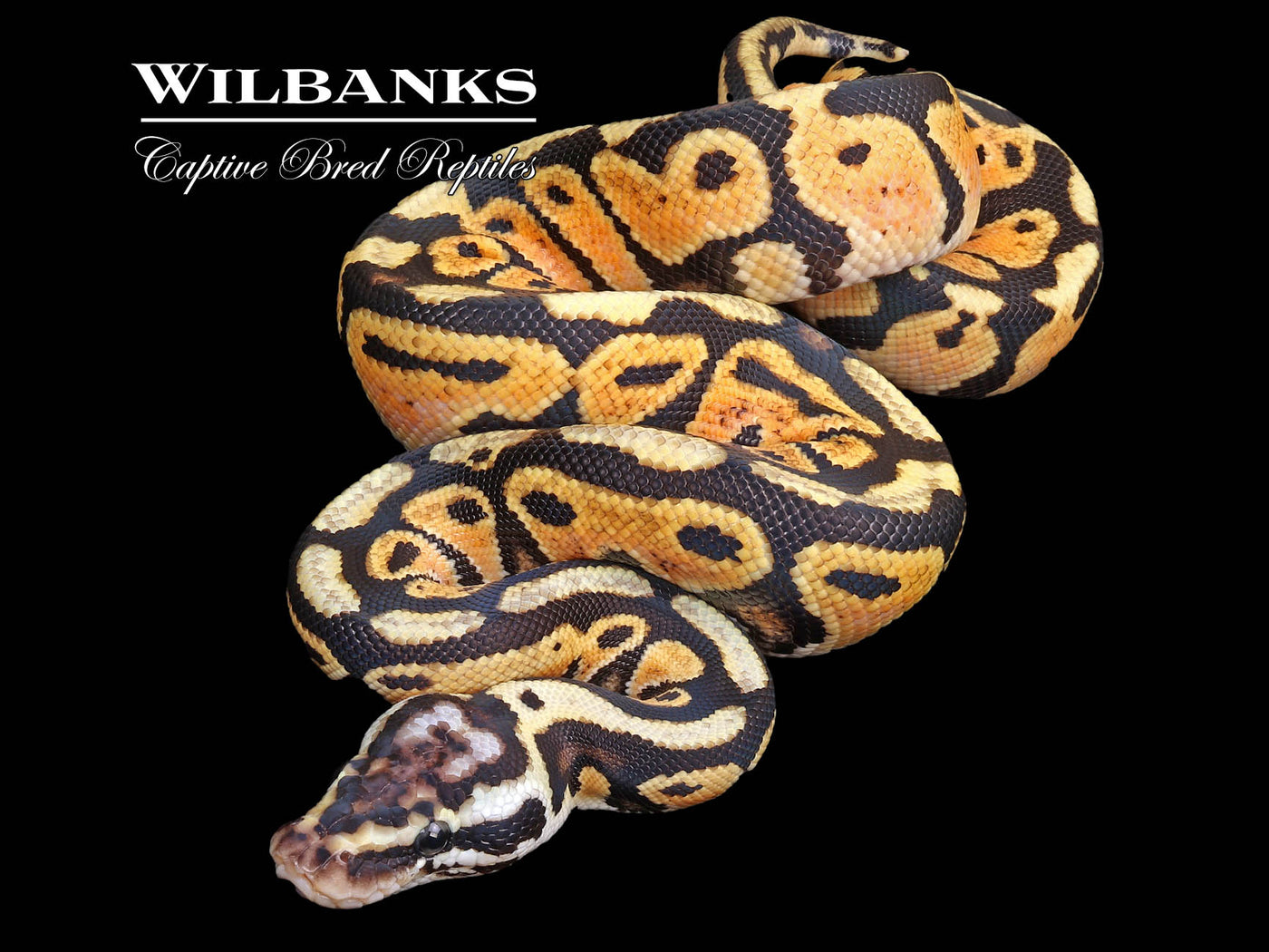 Pastel Spotnose Het. Sunset Ball Python ♂ '24