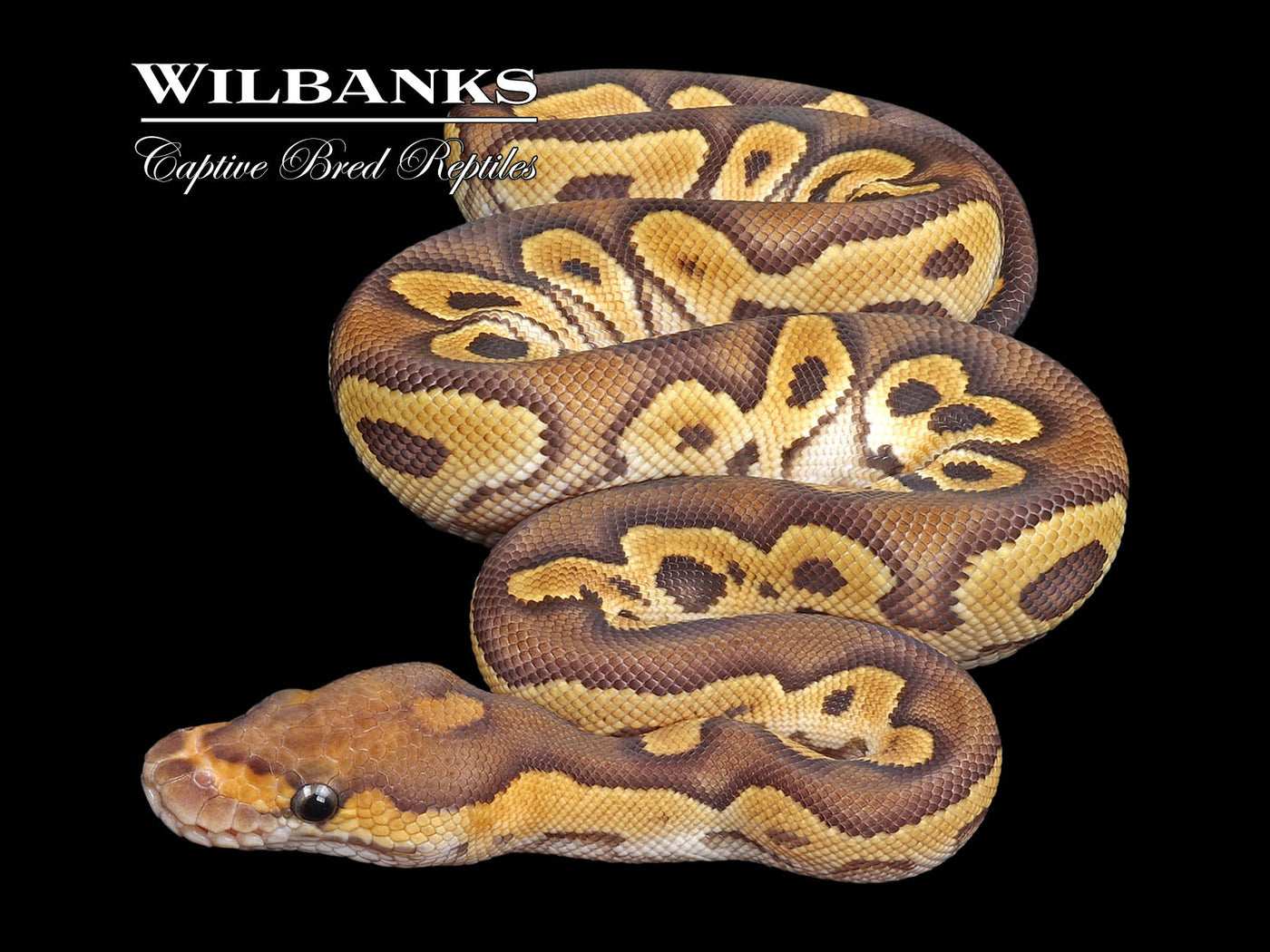 Mojave Clown Ball Python ♂ '24