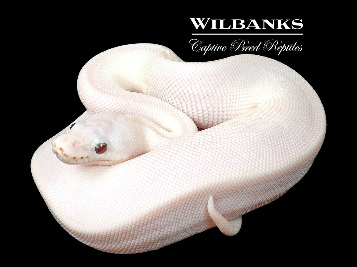 Banana Blue Eyed Leucistic (Butter Mojave) Ball Python ♂ '24