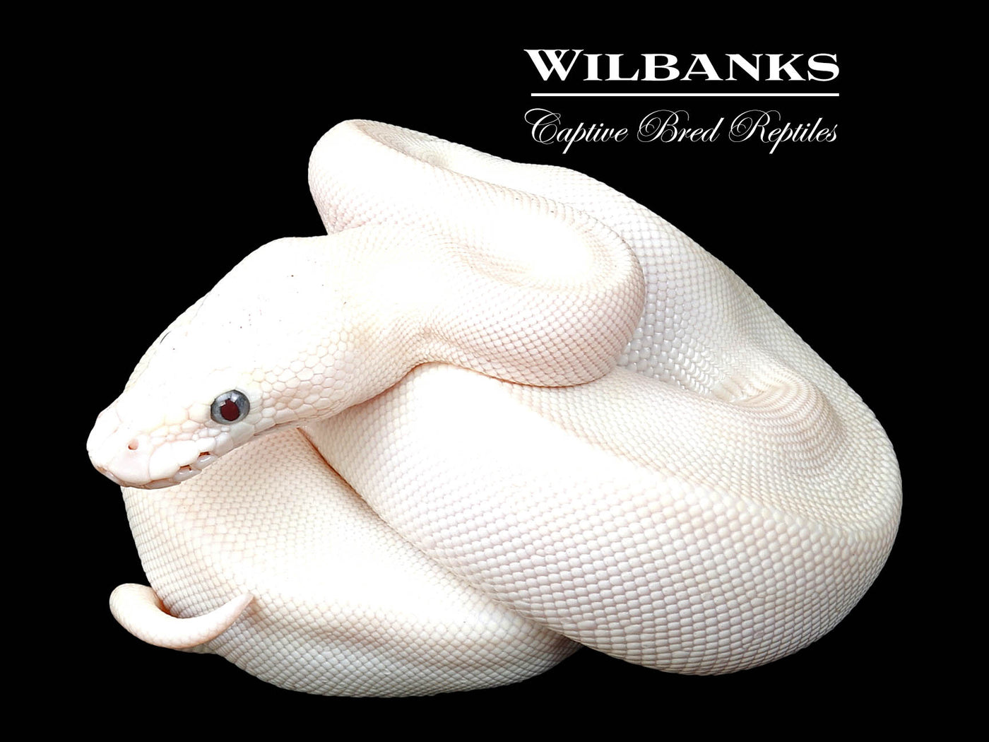 Blue Eyed Leucistic (Lucy) (Mocha Butter) Ball Python ♀ '24