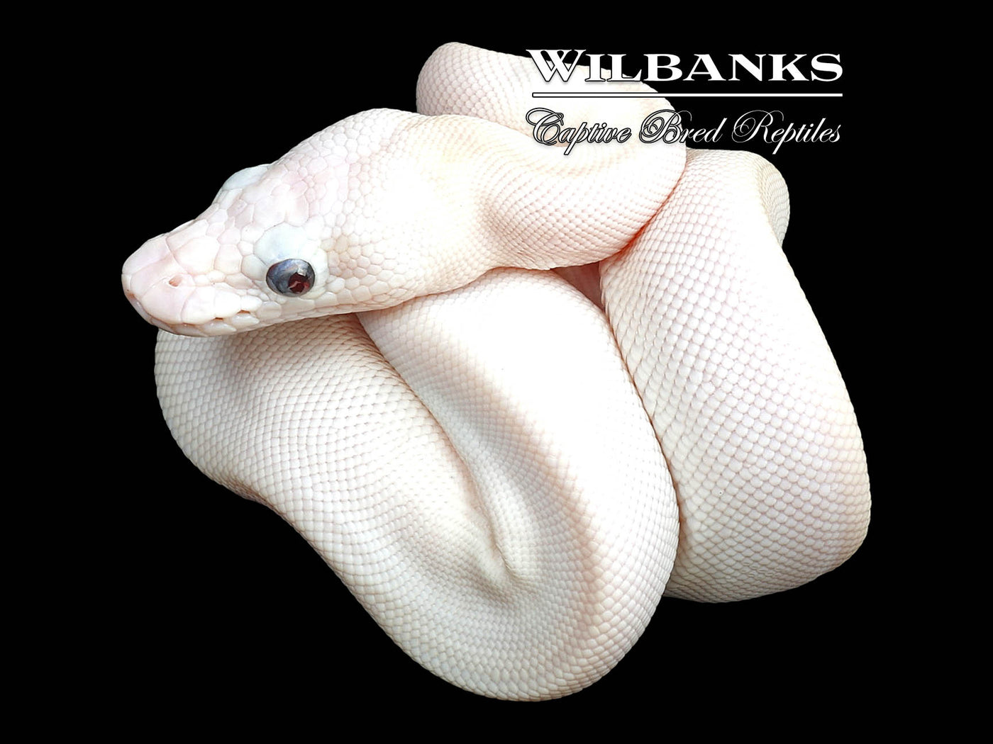 Blue Eyed Leucistic (Lucy) (Mojave Butter) Ball Python ♀ '24