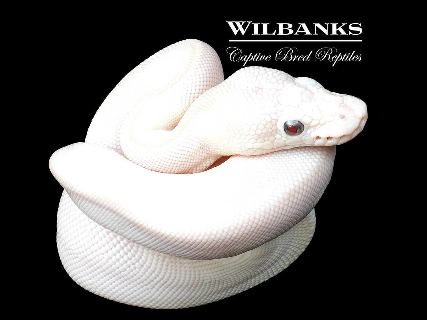 Blue Eyed Leucistic (Lucy) (Mojave Butter) Ball Python ♀ '24