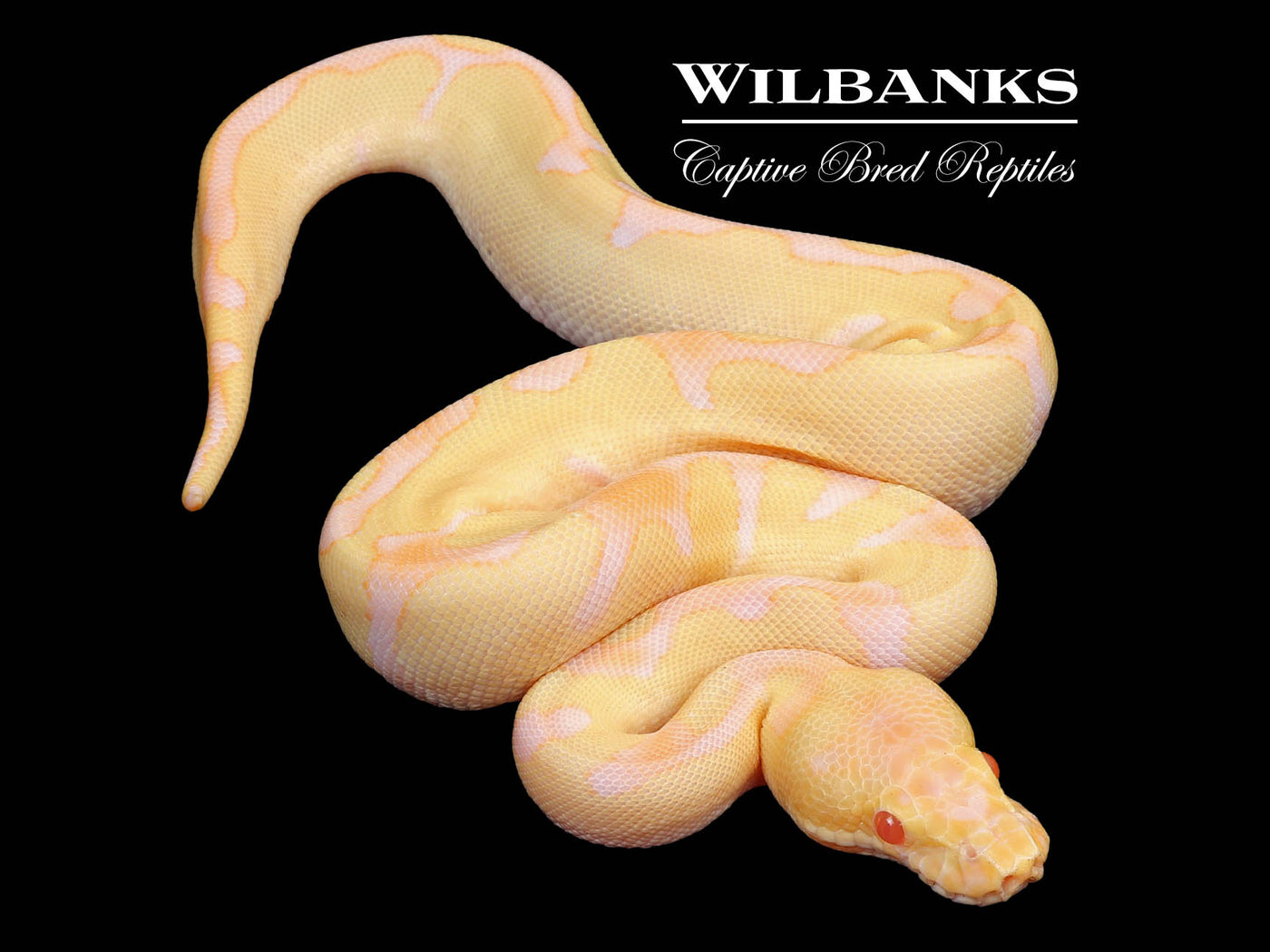 Albino Fire Enchi Clown Ball Python ♀ '24