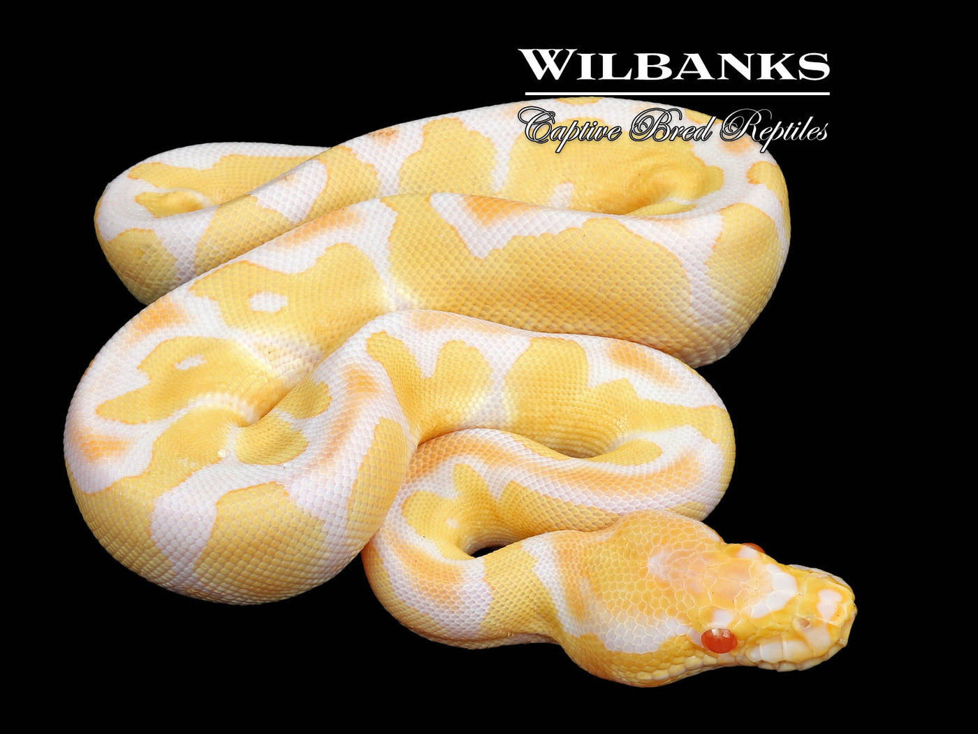 Albino Clown Ball Python ♀ '24