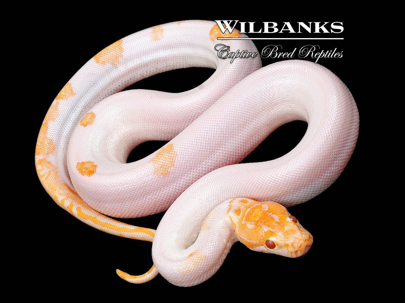 Albino Pied 66% PH Granite Burmese Python  ♀ '24