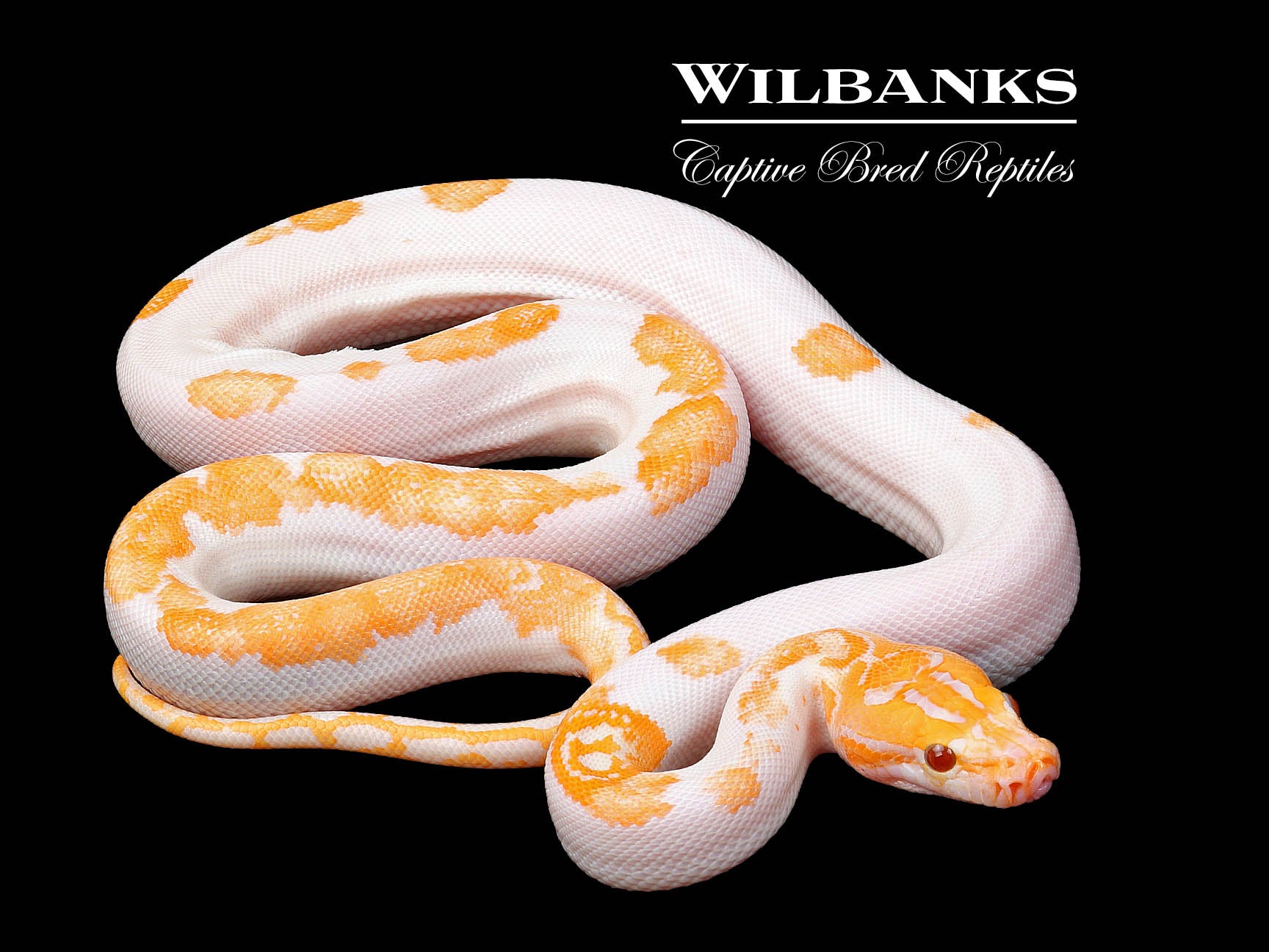 Albino Pied 66% Ph Granite Burmese Python ♀ '24 – Wilbanks Captive Bred 