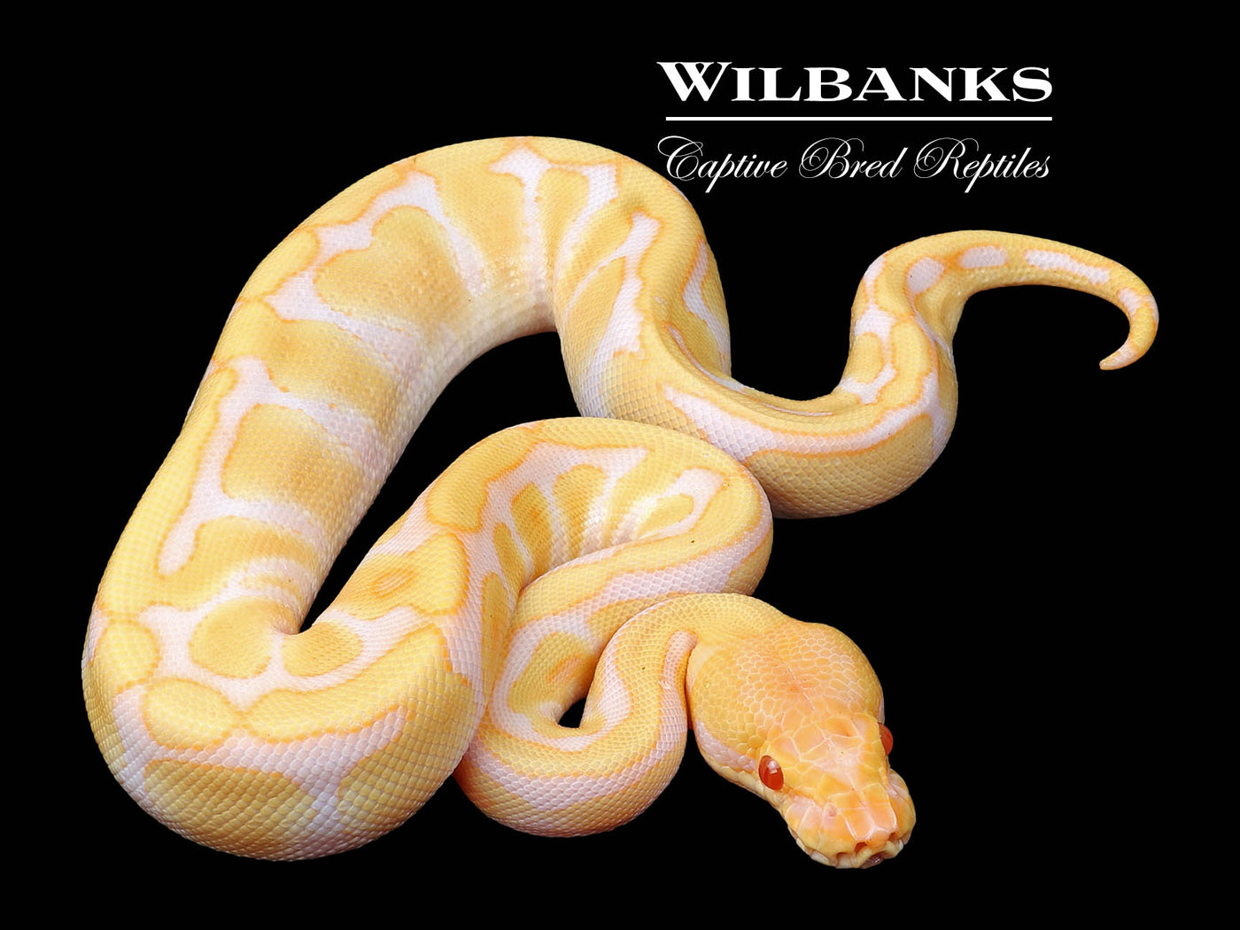 Albino Enchi 100% Het. Clown Ball Python ♀ '24