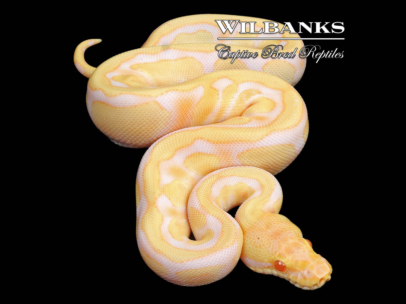 Albino Fire Enchi 100% Het. Clown Ball Python ♀ '24