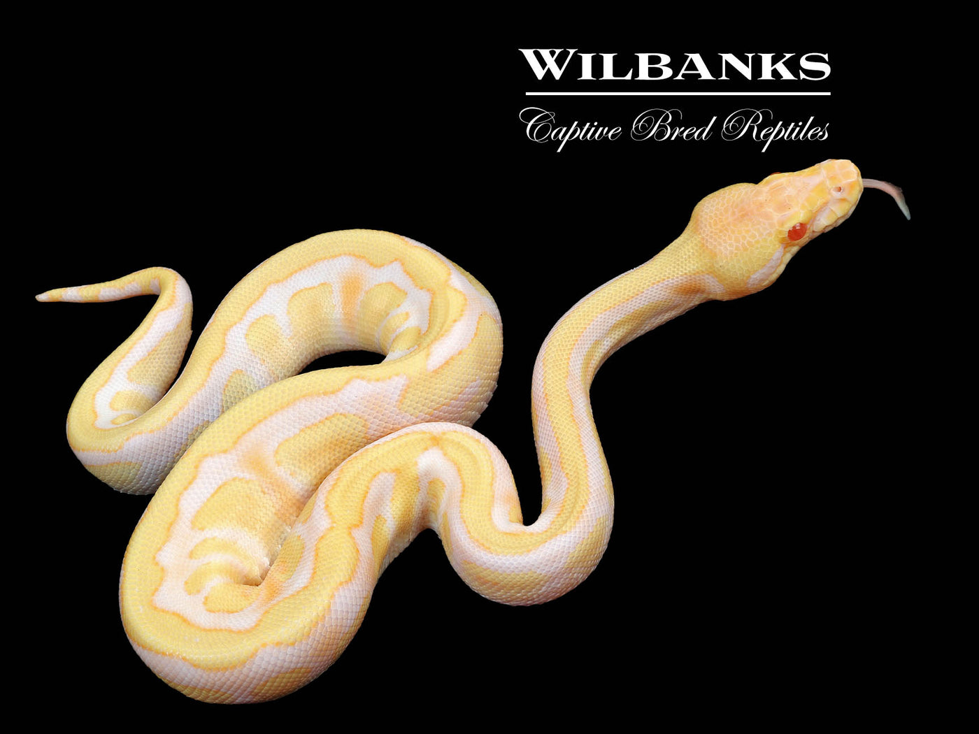 Albino Fire Enchi 100% Het. Clown Ball Python ♂ '24