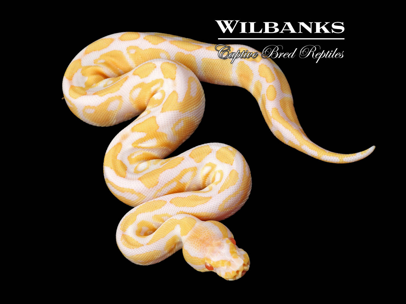 Albino 100% Het. Clown Ball Python ♀ '24