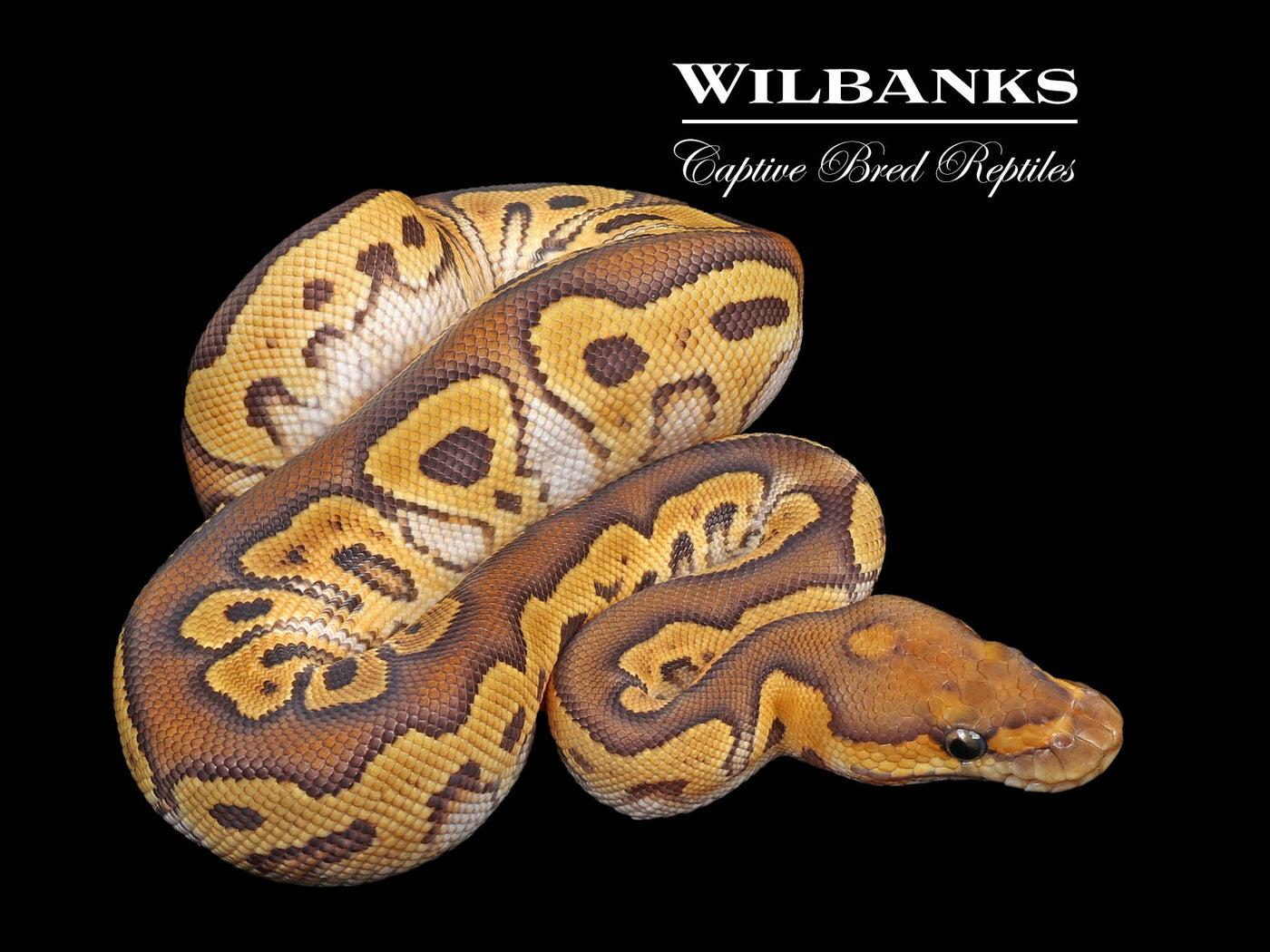 Mojave Clown Ball Python ♂ '24