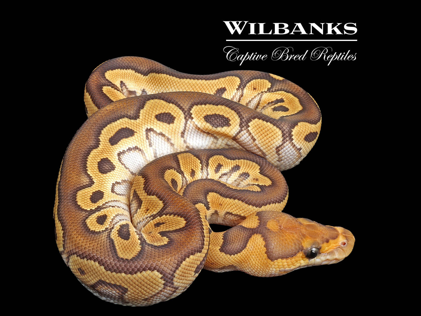 Mojave Clown Ball Python ♀ '24