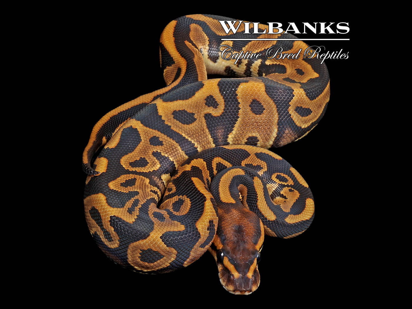 Leopard 100% DH Lavender Clown Ball Python ♀ '24