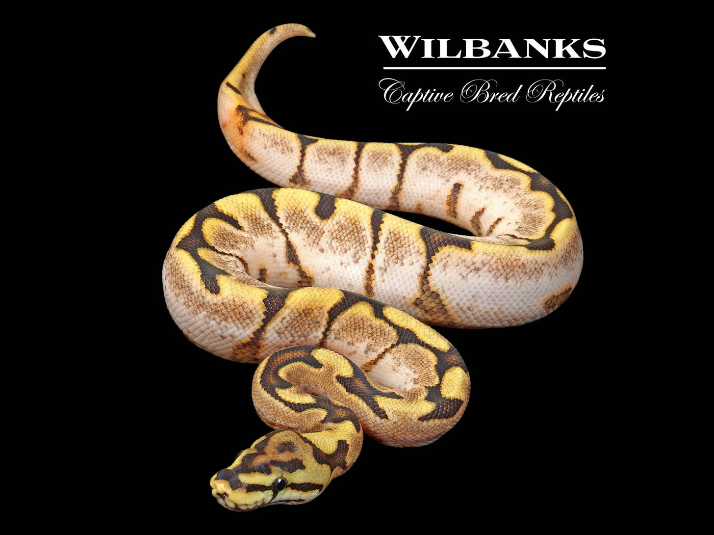 Fire Spider Sugar Ball Python ♂ '24