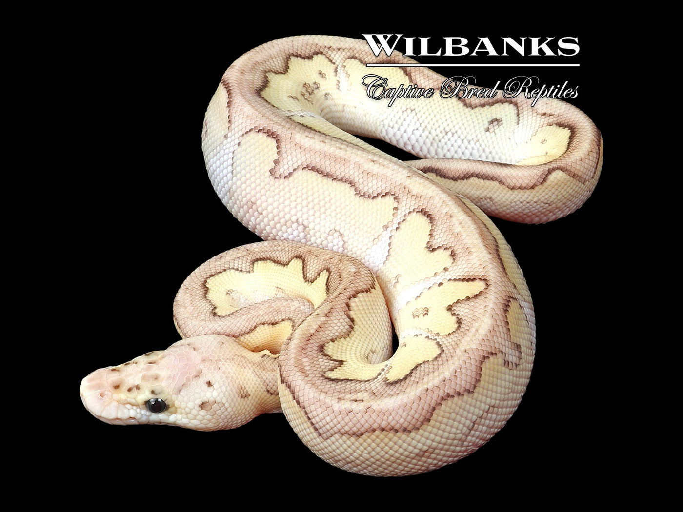 Pastel Butter Clown Ball Python ♂ '24