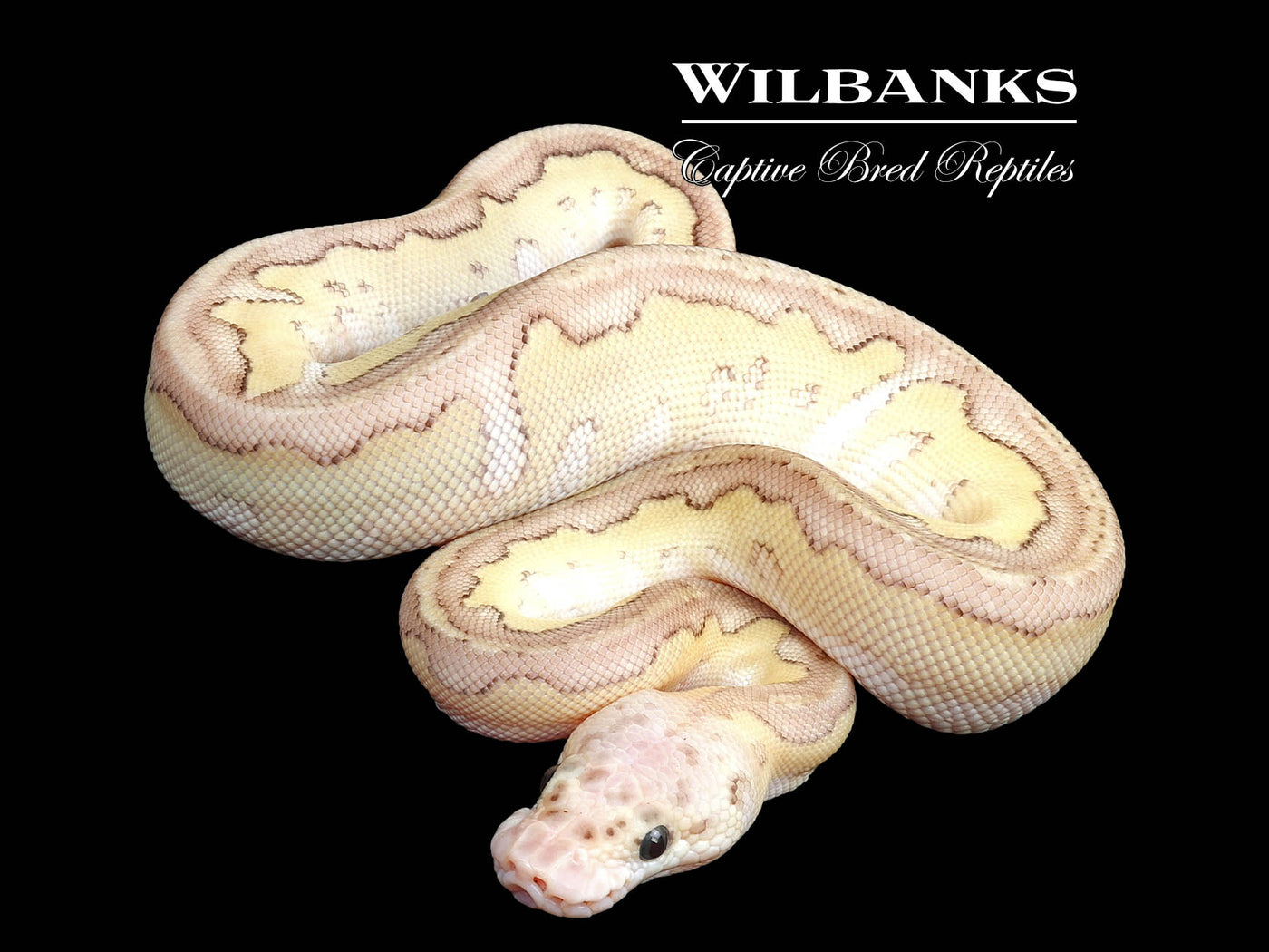 Pastel Butter Clown Ball Python ♀ '24