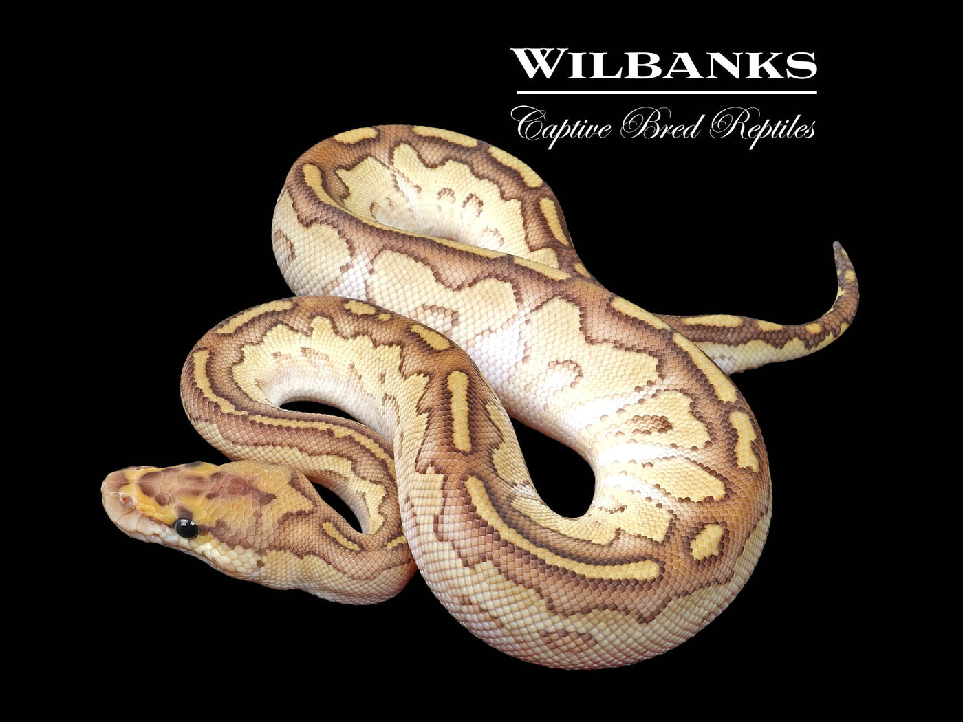 Butter Clown Ball Python ♂ '24