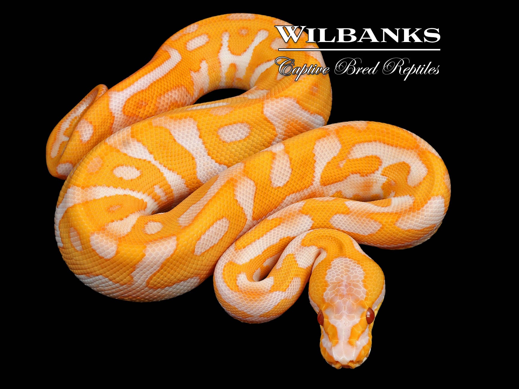 Lavender Leopard Confusion Ball Python ♂ '24 – Wilbanks Captive Bred ...