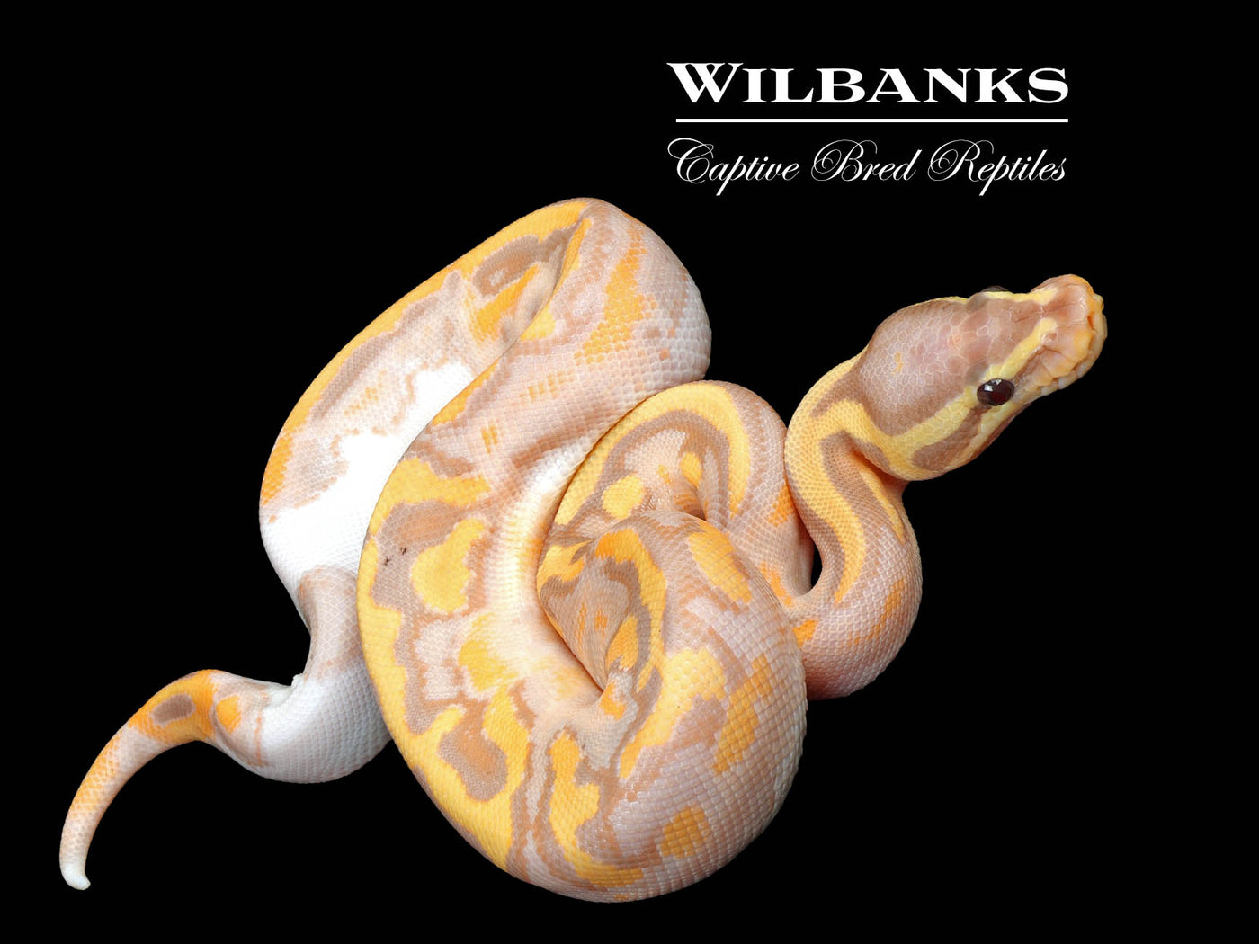 Banana Pied Ball Python ♀ '24