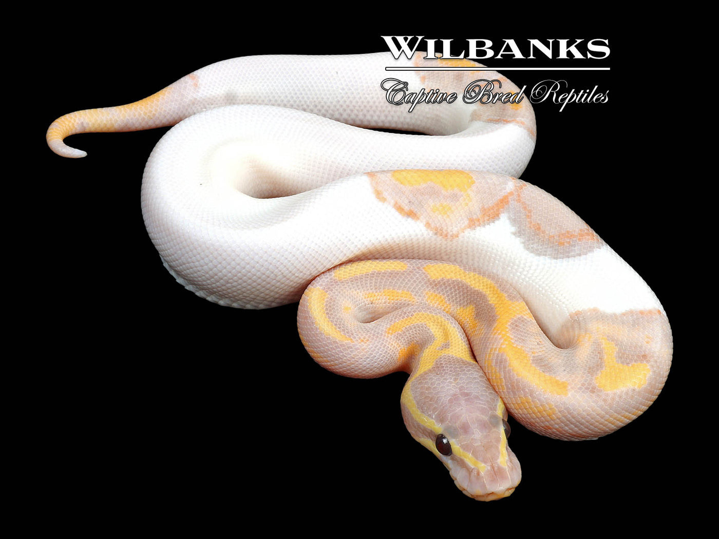 Banana Pied Ball Python ♂ '24