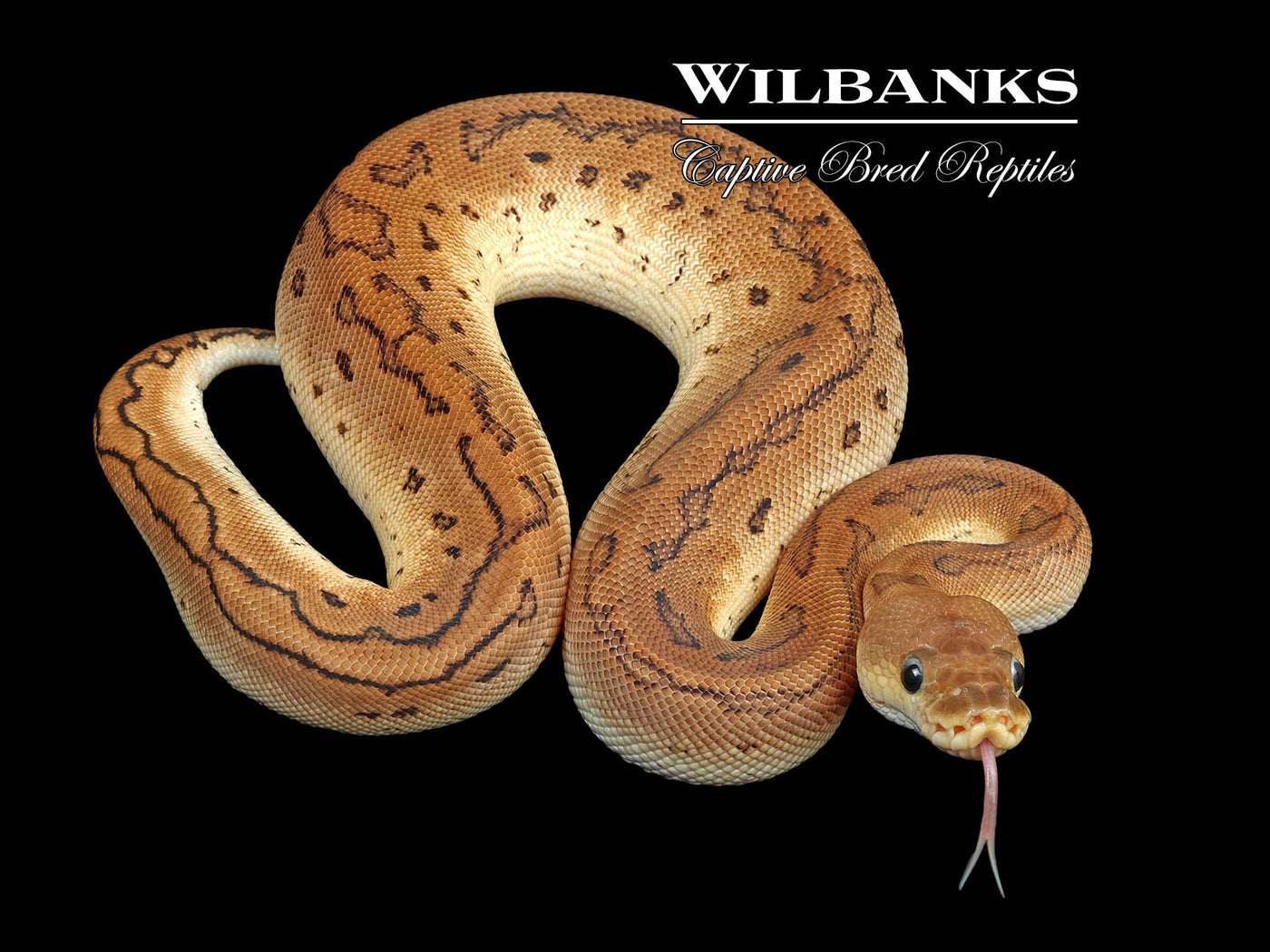 Cinnamon Pinstripe Clown Ball Python ♀ '24