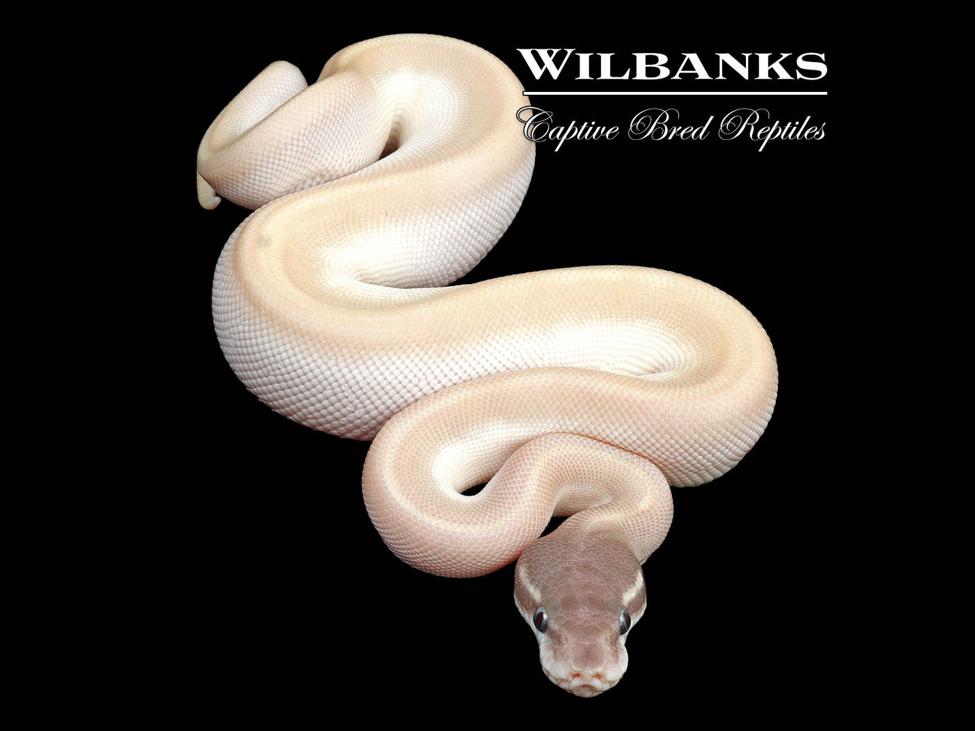 Blue Eyed Leucistic Blackhead (Super Mojave) Ball Python ♂ '24