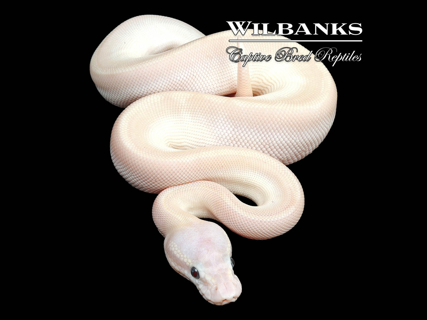 Pastel Blue Eyed Leucistic (Lucy) (Super Mojave) Ball Python ♂ '24