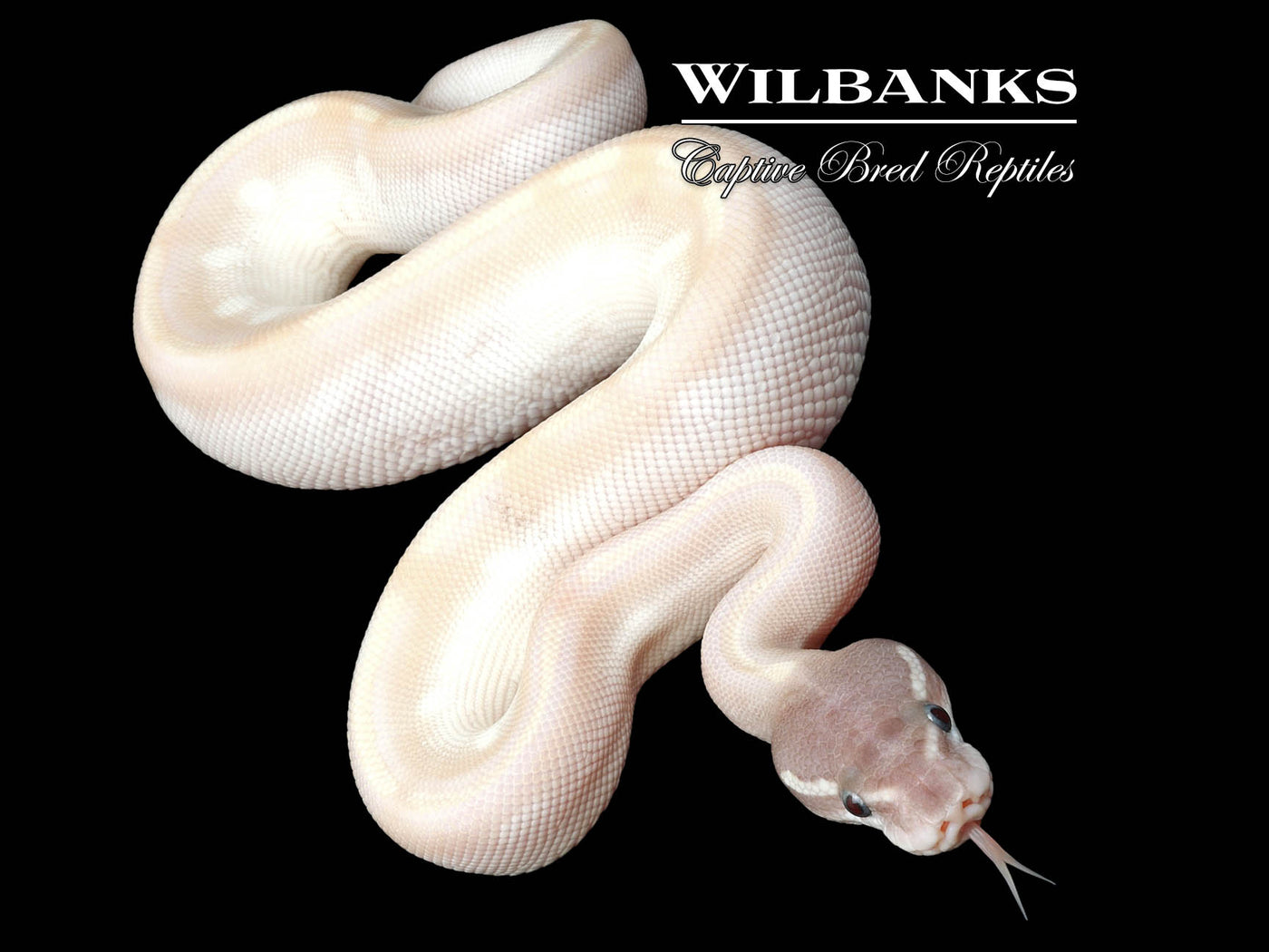 Blackhead Purple Passion Pastel Ball Python ♂ '24