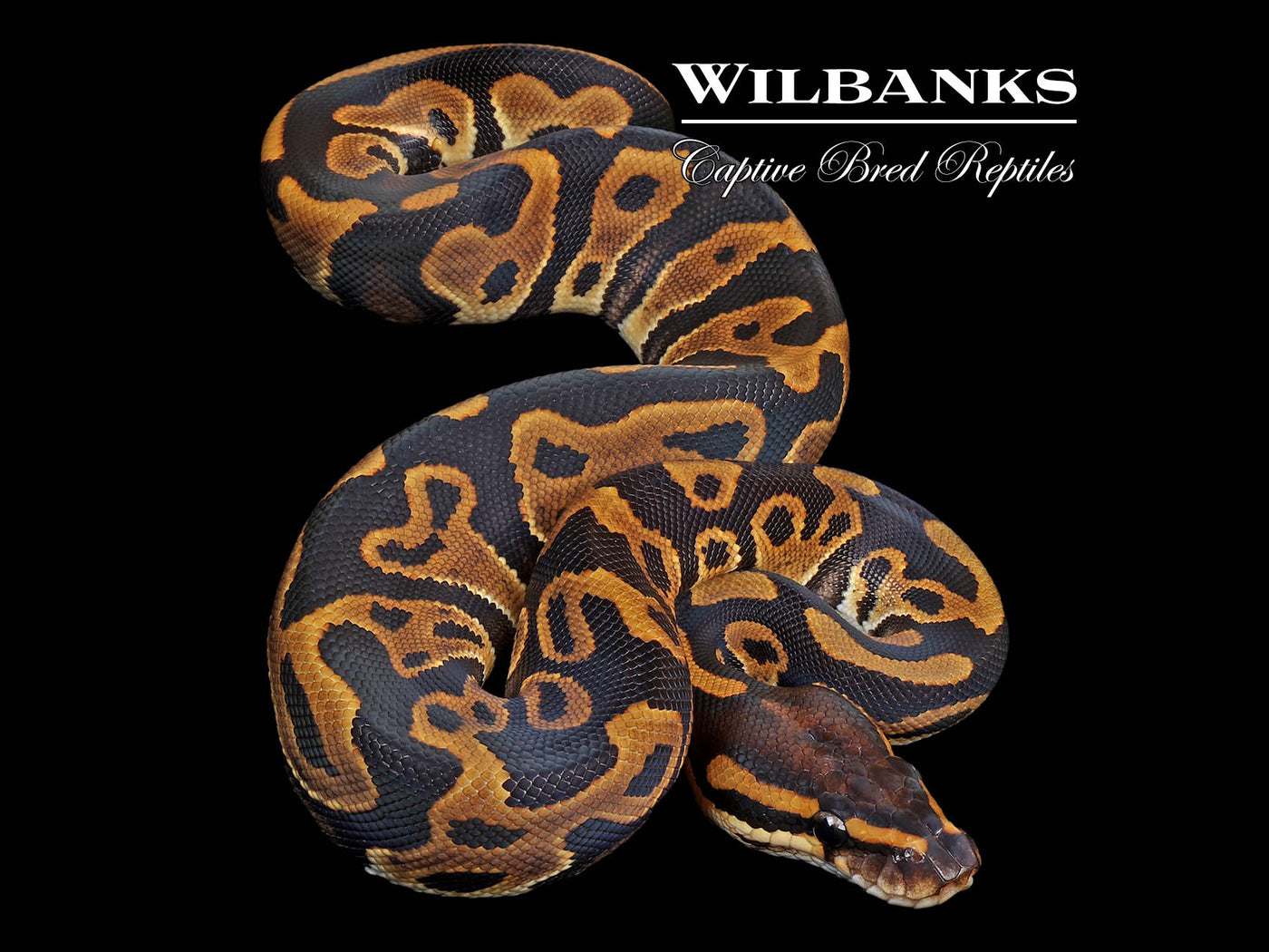 Leopard 100% DH Lavender Clown Ball Python ♀ '24