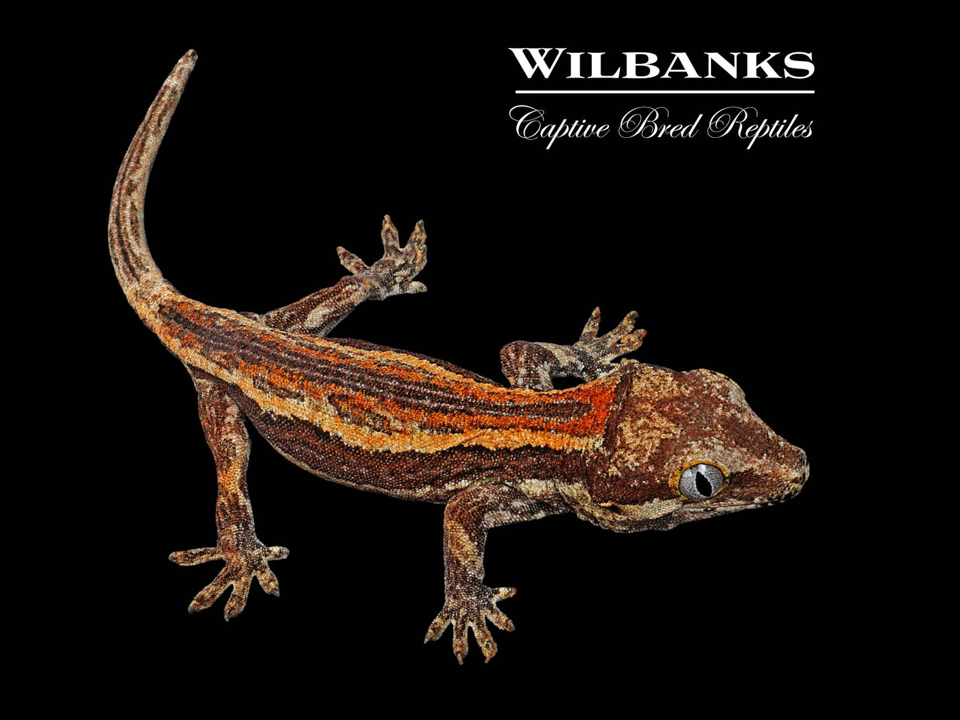 Red Striped Gargoyle Gecko '24