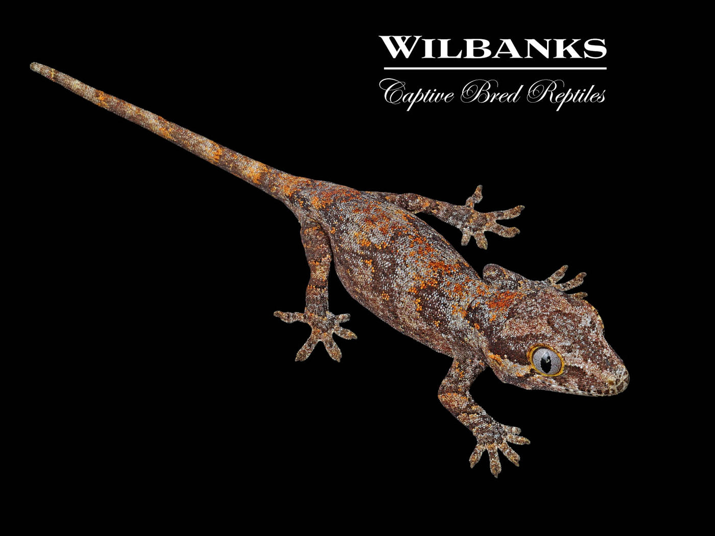 Orange Blotch Reticulated Gargoyle Gecko '24